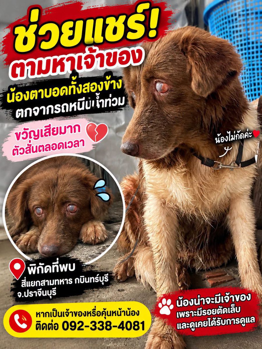 malimalineee's tweet photo. 🆘 ช่วยแชร์ตามหาเจ้าของให้น้องทีค่ะ… น้องตาบอดทั้งสองข้าง และตอนนี้ขวัญเสียมาก ตัวสั่นตลอดเวลา 😭🐶
มีผู้พบสุนัขเพศเมียตัวหนึ่งบริเวณ สี่แยกกบินทร์บุรี จ.ปราจีนบุรี เมื่อวันที่ 27 กันยายน 2569 น้องตาบอดทั้งสองข้าง และมีลักษณะเหมือนเคยได้รับการดูแลมาก่อน เพราะบริเวณเล็บมีรอยตัด จึงคาดว่าน้องน่าจะมีเจ้าของ
ผู้พบเล่าว่า ช่วงที่รถติดไฟแดง น้องพยายามเดินหารถอยู่ตลอด พอได้ยินเสียงรถคันไหนติดเครื่อง น้องก็จะนั่งลงเหมือนกำลังรอหรือคิดว่าเป็นรถของเจ้าของ 😢
มีความเป็นไปได้ว่าน้องอาจพลัดตกจากรถระหว่างการอพยพหนีน้ำ แต่ยังไม่สามารถยืนยันได้ ตอนนี้น้องไม่กัดคน แต่มีอาการตกใจและตัวสั่นตลอด น่าสงสารมากค่ะ
📍 พิกัดที่พบ 147/4 หมู่ 17 ต.เมืองเก่า อ.กบินทร์บุรี จ.ปราจีนบุรี 25240
บริเวณ สี่แยกสามทหาร กบินทร์บุรี
🐾 เพศ: เมีย
🐾 สายพันธุ์: ไม่ทราบ
🐾 คาดว่าน่าจะทำหมันแล้ว
🐾 อายุ: ไม่ทราบแน่ชัด ฟันค่อนข้างเหลืองและมีฟันหัก 1 ซี่
📅 วันที่พบ: 27 กันยายน 2569
📞 หากใครเป็นเจ้าของ หรือคุ้นหน้าคุ้นตาน้อง ติดต่อผู้พบได้ที่ 092-338-4081
ชื่อเฟซบุ๊กผู้แจ้ง: กุ๋งกิ๋ง กุ๋งกิ๋ง
🙏 ช่วยกันแชร์ไปให้ถึงเจ้าของทีนะคะ น้องมองไม่เห็น และคงไม่เข้าใจว่าเกิดอะไรขึ้นตอนนี้ อยากให้น้องได้กลับไปอยู่กับคนที่คุ้นเคยและรู้สึกปลอดภัยอีกครั้ง
#ช่วยแชร์ตามหาเจ้าของ #หมาตาบอด #หมาพลัดหลง #หมาตกรถ #หมาหาย #กบินทร์บุรี #ปราจีนบุรี #ตามหาเจ้าของ