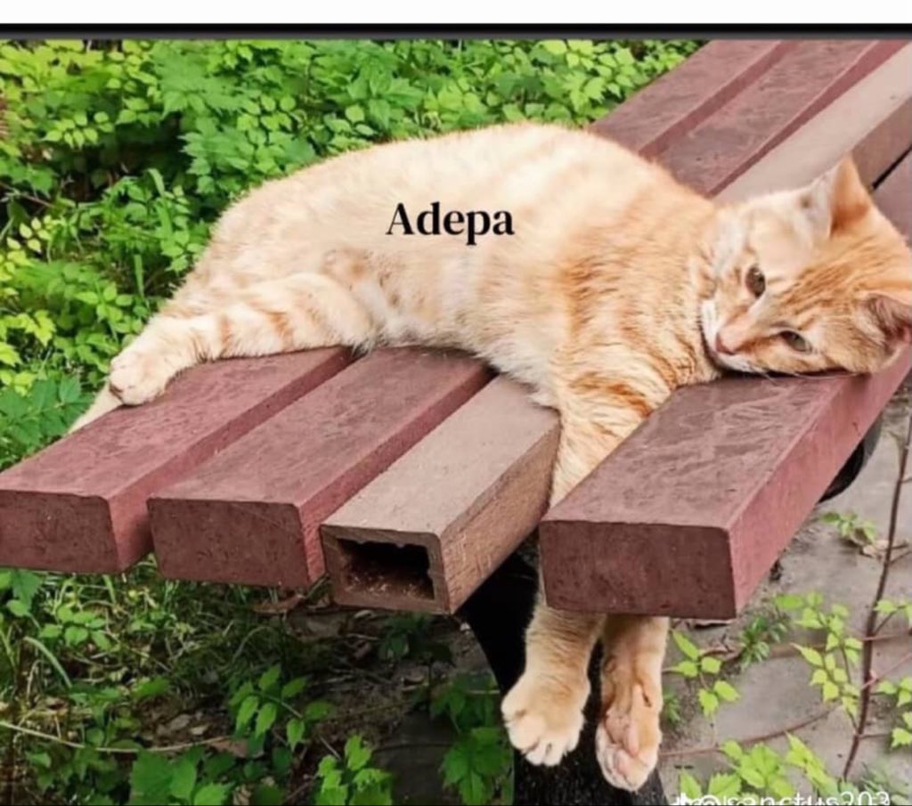 realenenu's tweet photo. How I feel when posting on X with my 0likes and no followers😅 https://t.co/IV8KdpC8I3