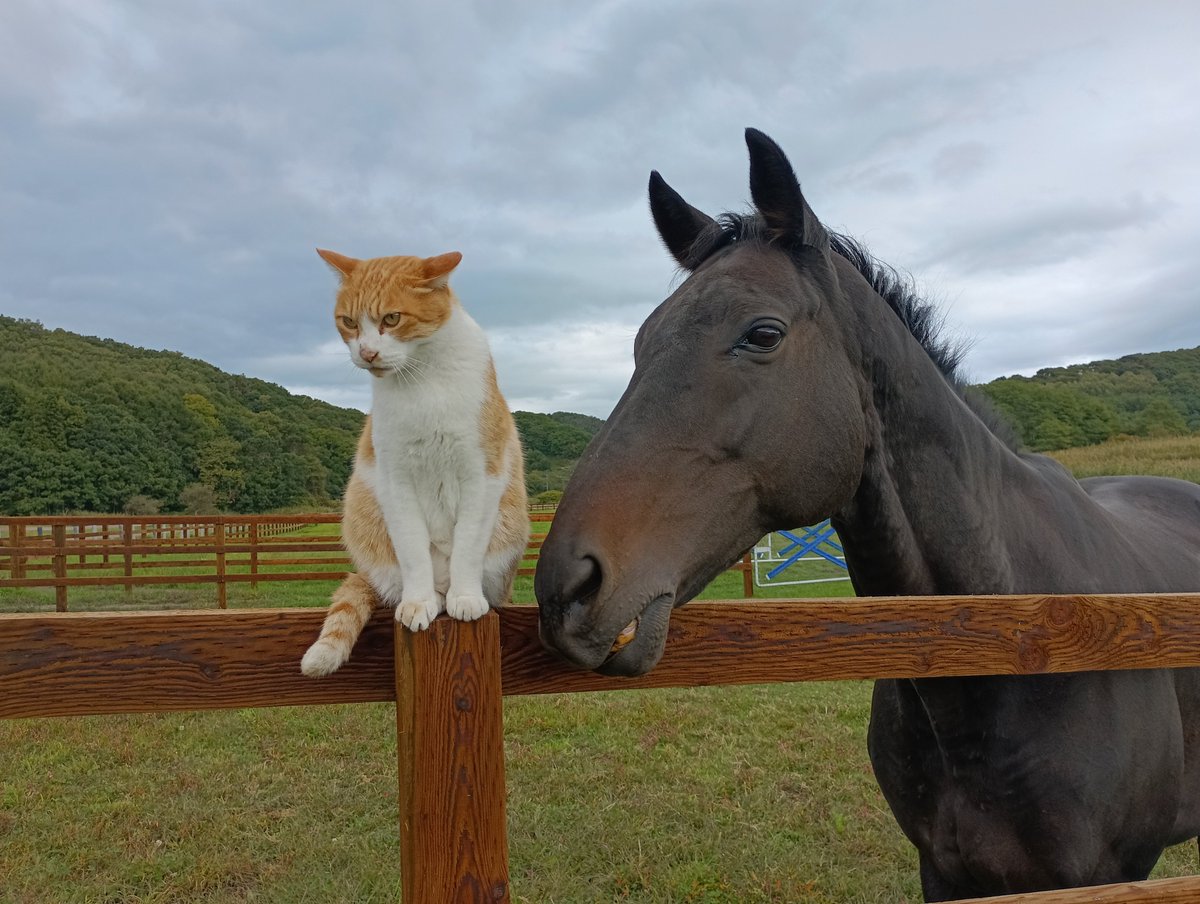NLstaff's tweet photo. 本日(9/28)のパンチくん🐴&amp; #メト😺
#ネコパンチ(多分馬)
#新冠町　#ノーザンレイク https://t.co/laDTmgyaod