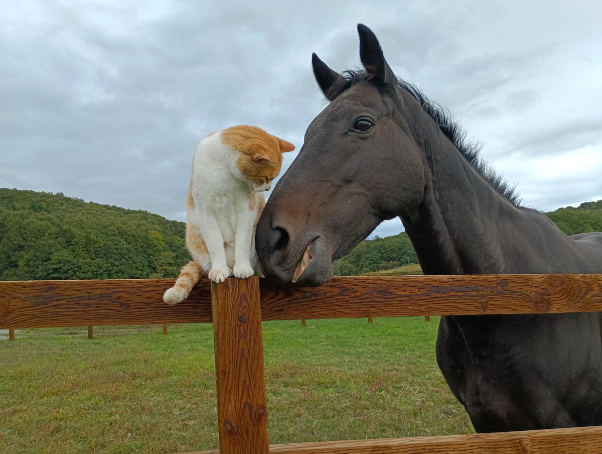 NLstaff's tweet photo. 本日(9/28)のパンチくん🐴&amp; #メト😺
#ネコパンチ(多分馬)
#新冠町　#ノーザンレイク https://t.co/laDTmgyaod