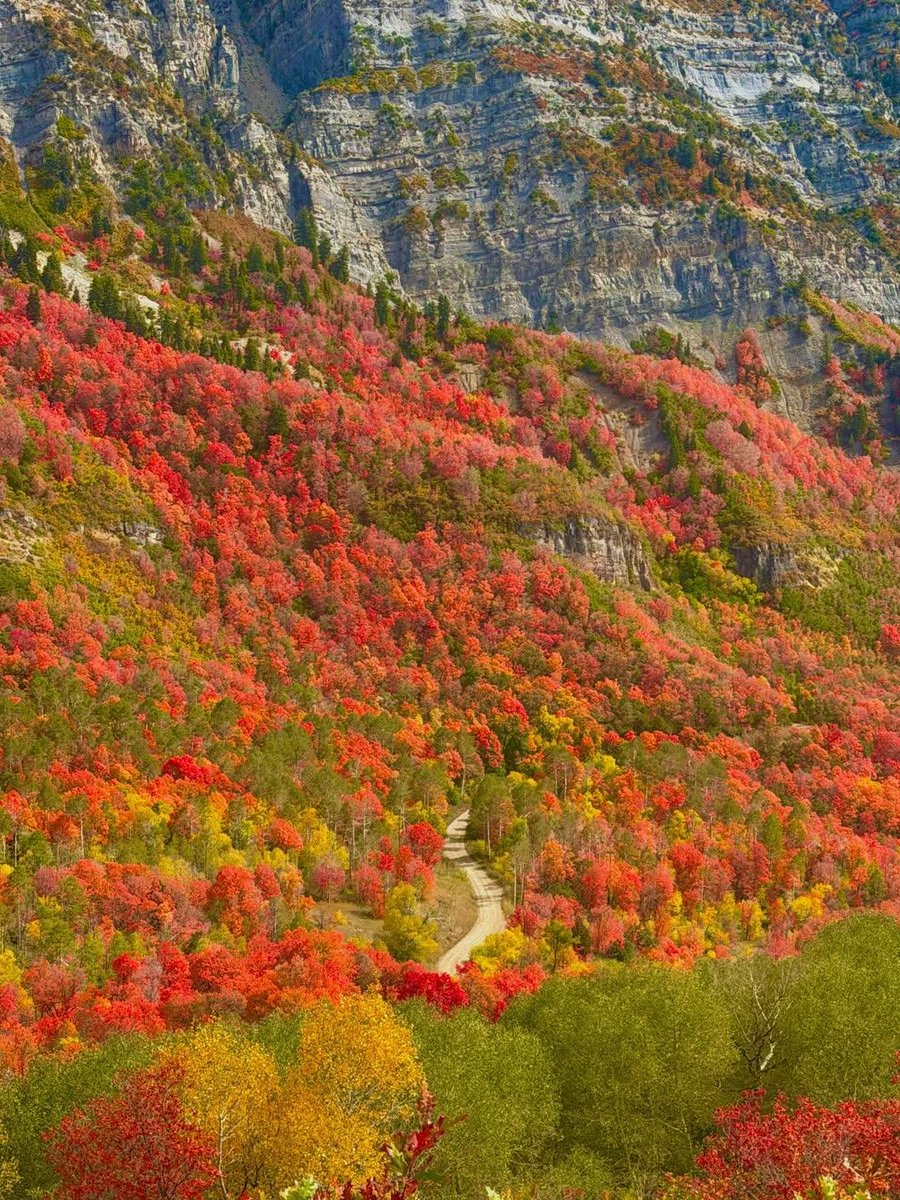 naturebeauty760's tweet photo. Buffalo Peak Trail, Utah 🇺🇸 https://t.co/wCsz6VDycW