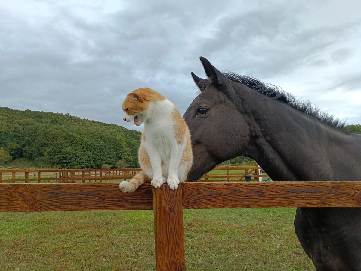 NLstaff's tweet photo. 本日(9/28)のパンチくん🐴&amp; #メト😺
#ネコパンチ(多分馬)
#新冠町　#ノーザンレイク https://t.co/laDTmgyaod