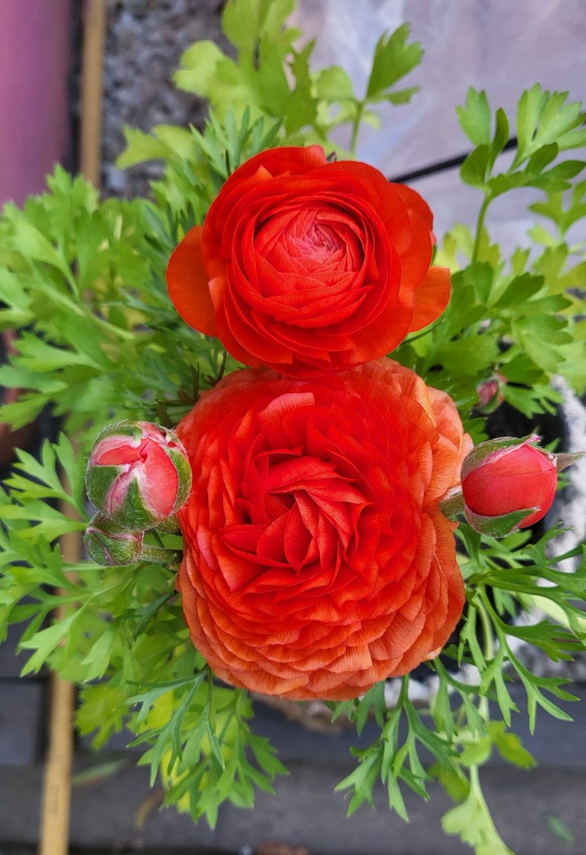 alaguapatita's tweet photo. Buendiii!! Feliz lunes a todos!!
Que linda floreció mi marimonia 🌷 https://t.co/q5jFJLGkeO