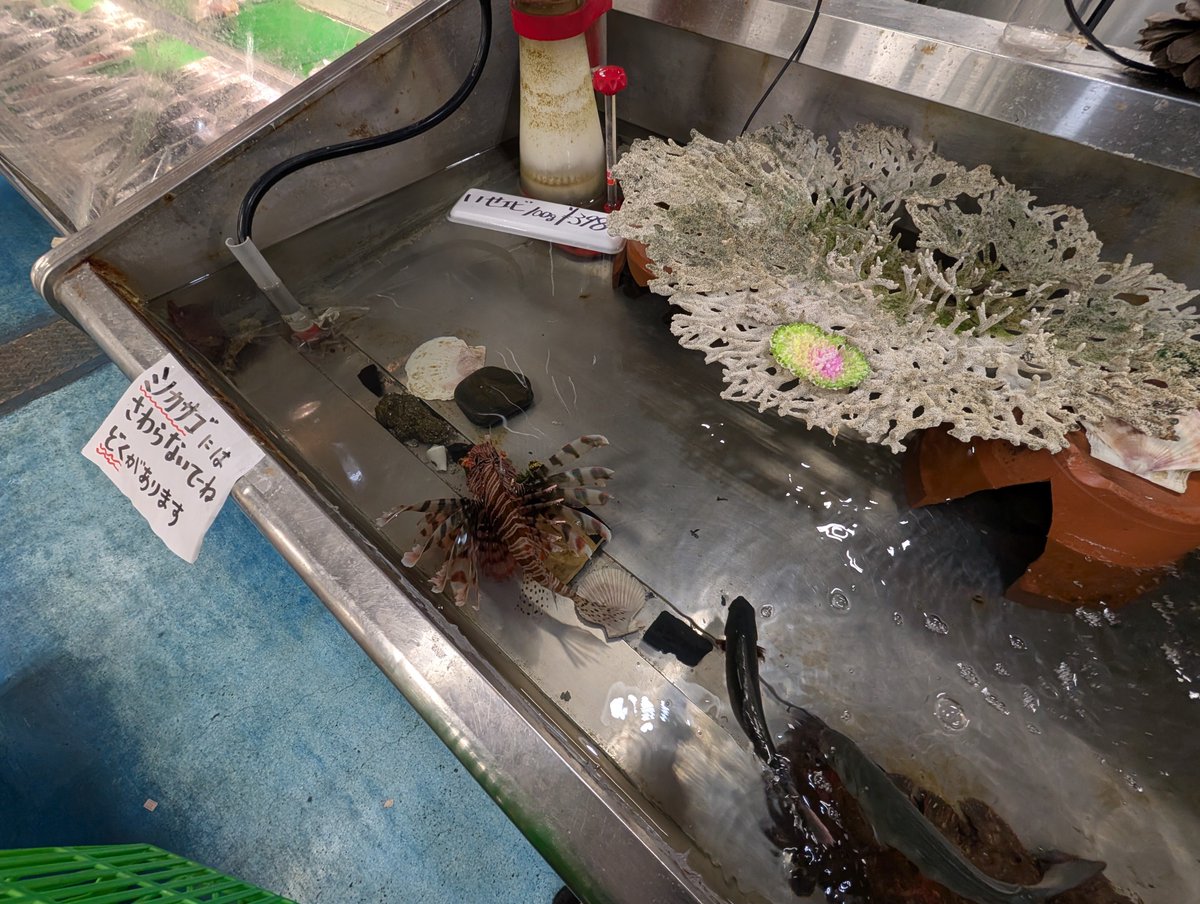 algae_hamuhamu's tweet photo. ママショッピングセンターの水槽。植木鉢のすき間からカサゴやヤミハタが顔出していて可愛かった。 https://t.co/6Oplgsw9RQ