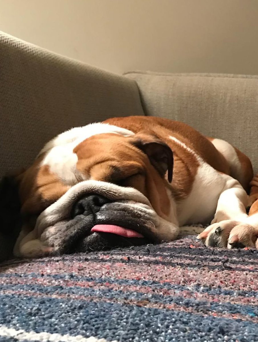 LH44Fanpage8's tweet photo. Remembering Roscoe and Coco ❤️ https://t.co/uKG9hgK5Yf