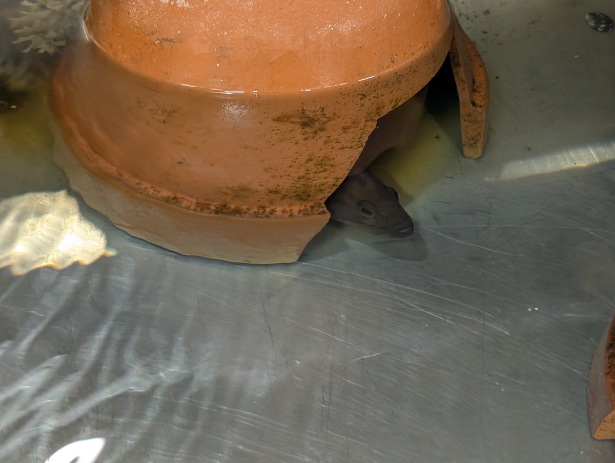 algae_hamuhamu's tweet photo. ママショッピングセンターの水槽。植木鉢のすき間からカサゴやヤミハタが顔出していて可愛かった。 https://t.co/6Oplgsw9RQ
