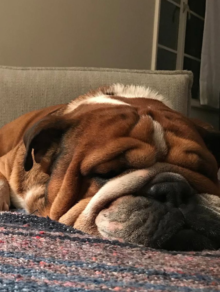 LH44Fanpage8's tweet photo. Remembering Roscoe and Coco ❤️ https://t.co/uKG9hgK5Yf