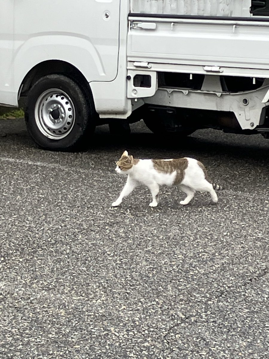 Ri_ko_0217's tweet photo. これは穂高駅の近くで見かけたネコチャン☺️ https://t.co/MUwBHF6J4a