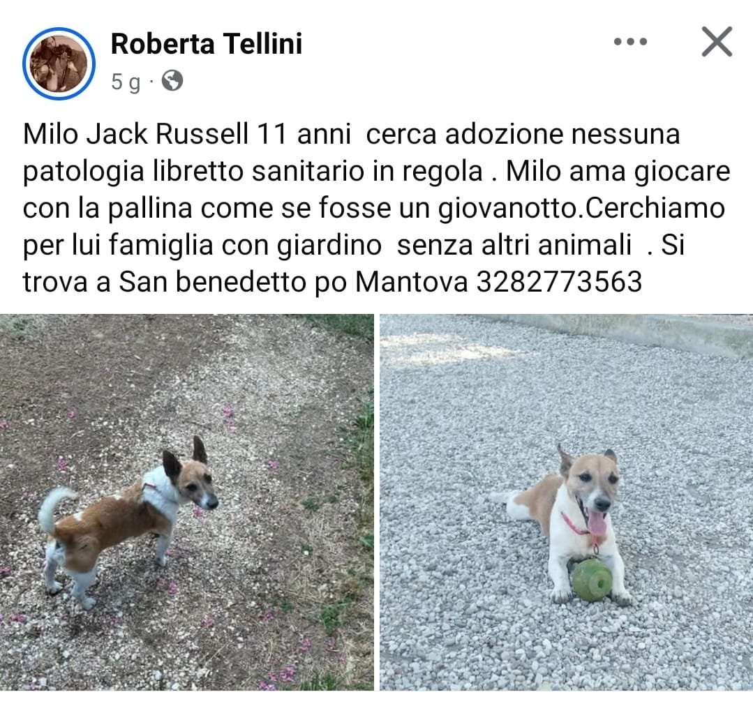 GabriellaBargh1's tweet photo. QUESTE  RINUNCE DI PROPRIETÀ MI
LACERANO IL CUORE. DOPO 11 ANNI
IN FAMIGLIA NN LO VOGLIONO PIÙ 
X FAVORE AIUTIAMOLO RPRPRP TANTI
SOLO QUESTI POSSONO EVITARE LE
SOFFERENZE DI UNA ENTRATA IN UN
CANILE. GRAZIE
🙏🙏🙏😭🐾🌺🥰🌿💔💔💔🐞 https://t.co/yWAH0lq01A