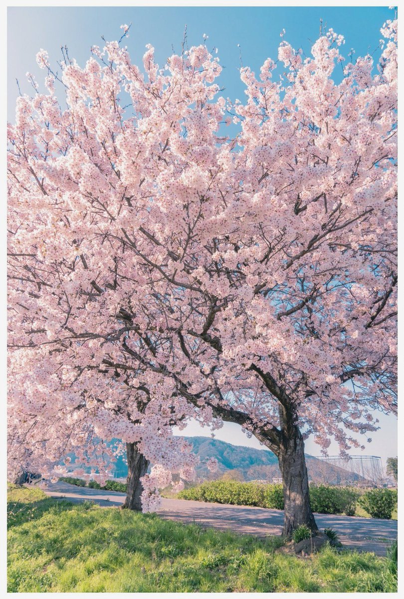 PatziniL's tweet photo. 自分も「この子は藤井聡太だ……」と思ってしまったんだけど、藤井聡太でも将棋界の頂点を極めるには20歳ぐらいまで掛かったのに対し、ゆうき選手は11歳で悠々と世界の頂点に到達してしまったので、この後彼をeスポーツに繋げ止めておける手段が無くなるのではと別の意味で心配になる。 https://t.co/sP2nsNp5sO