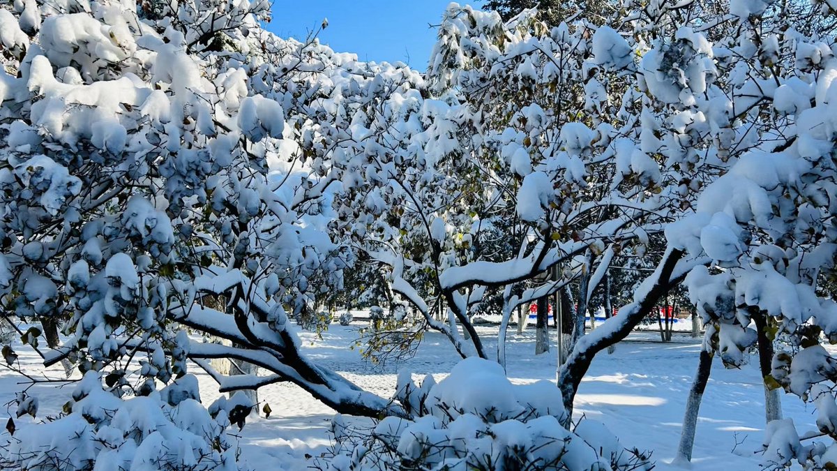 AstridStuce2ck's tweet photo. Fresh fallen snow coats every pine bough—winter’s soft, silent welcome is here! https://t.co/SIrgJ0gu77