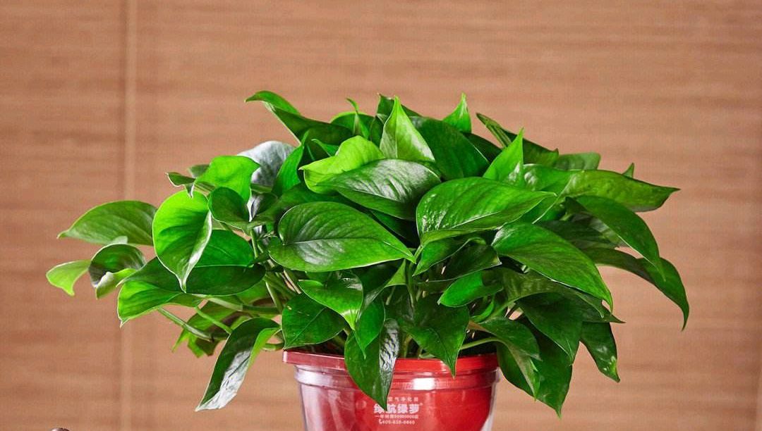 susan_cks75_526's tweet photo. Your pothos needs indirect light and weekly watering—wipe its leaves to keep it glossy! https://t.co/TCoWVDFxwK
