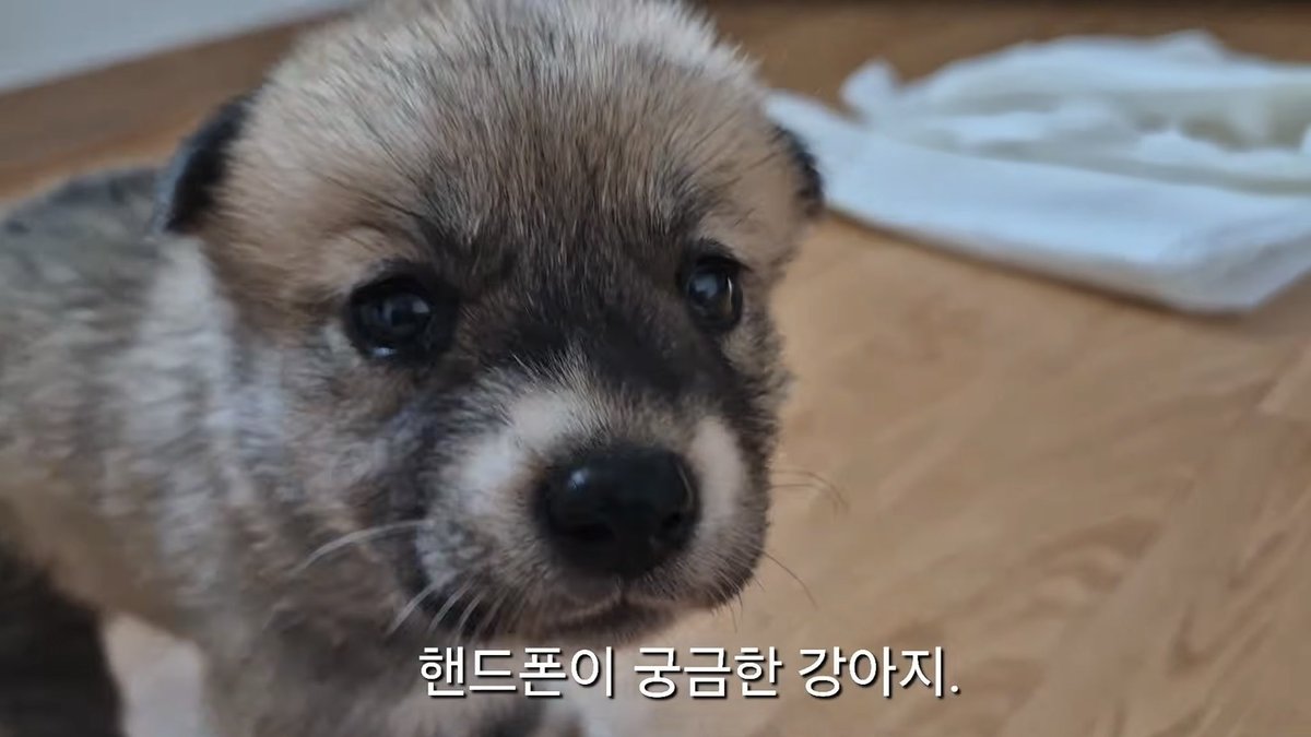 gong711805's tweet photo. 아기강아지는 정말 기여워 https://t.co/kyBMwfXQUU
