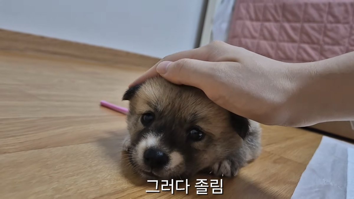 gong711805's tweet photo. 아기강아지는 정말 기여워 https://t.co/kyBMwfXQUU