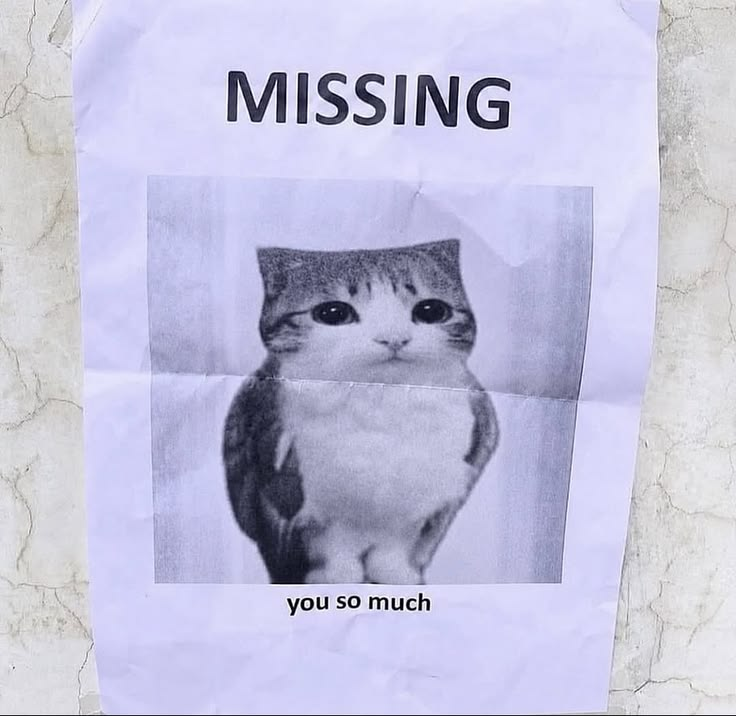 CatPosted's tweet photo. https://t.co/ROSiTPQBOu