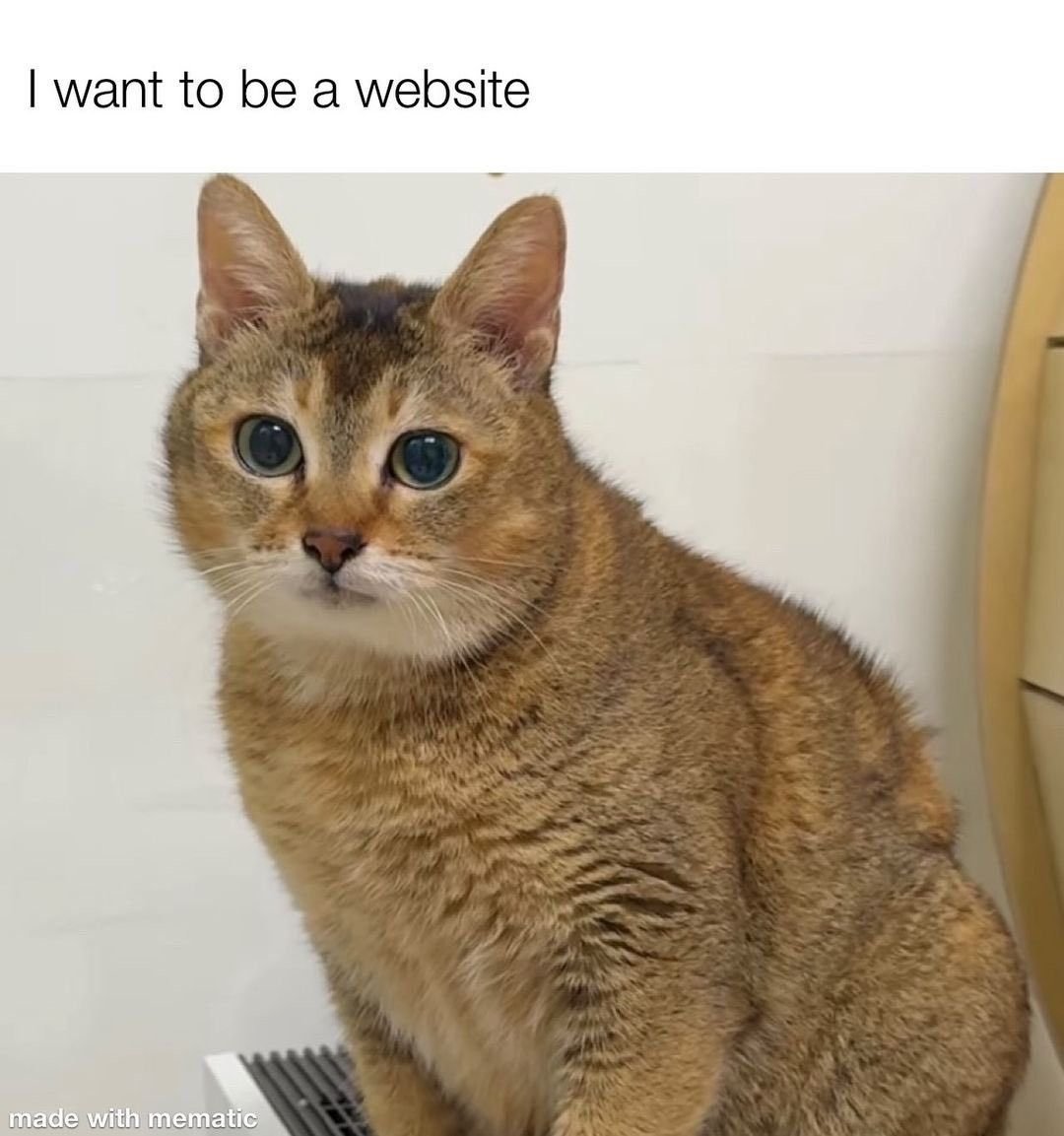 CatPosted's tweet photo. https://t.co/hkHY4GxHYW