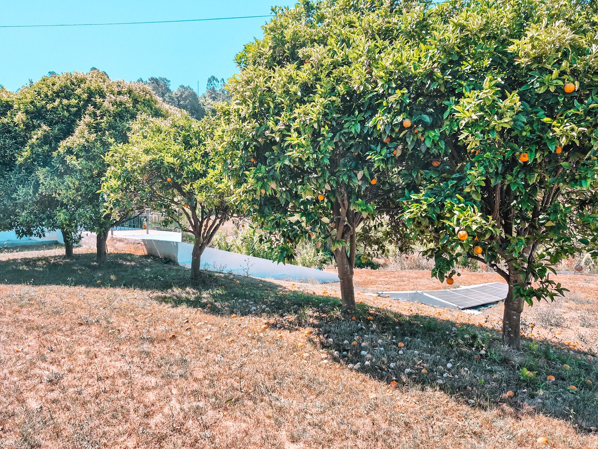 rainhavip's tweet photo. ⭐OPORTUNIDADE! Moradia com piscina, garagem e vista para a natureza ⇝ 397.500EUR⭐
3 Quartos * 3 Casas de banho * Área total: 999,00m2 * Área bruta: 250,00m2
- Vimeiro, Alcobaça
Classe energética C.

👉 mais info: https://t.co/lmNJ00qKXL

#CaldasDaRainha #Alcobaca #FozDoArelho https://t.co/UDoAAHc3LL