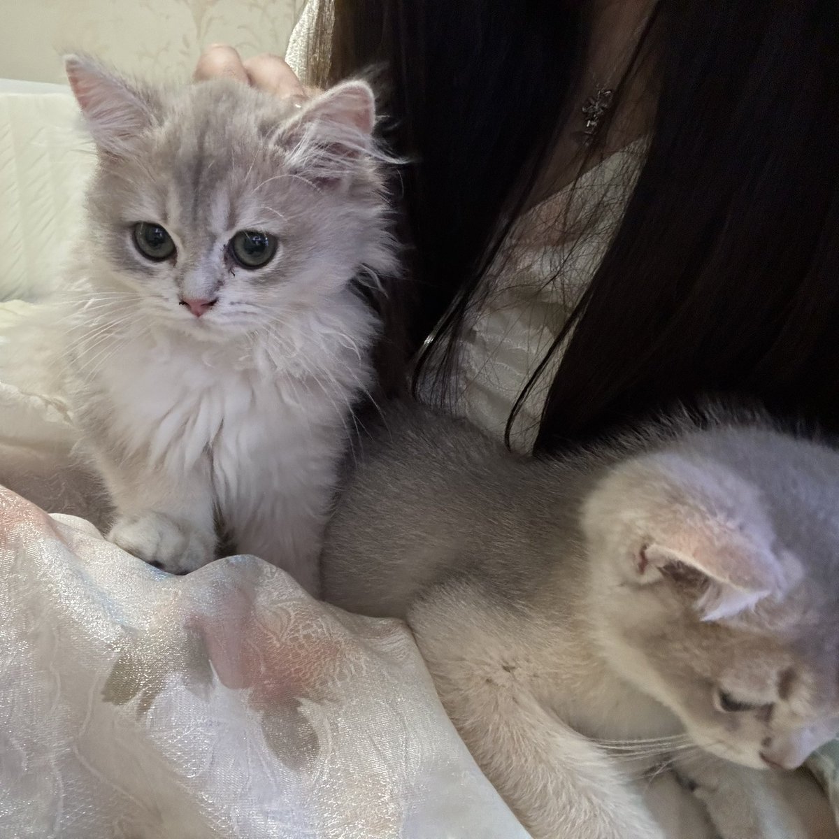 mio_meaning's tweet photo. 可以一次抱两只小咪！ https://t.co/GiaWQOJwAm
