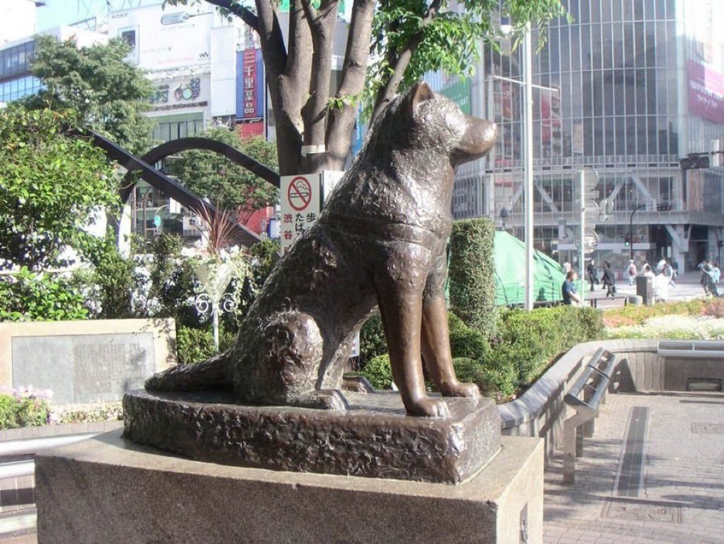 Hachiko_TRR's tweet photo. 🐕⛩️ HACHIKO — THE IMMORTAL STORY OF LOYALTY

Hachiko was a Japanese Akita dog who became one of the world’s most powerful symbols of loyalty.

His owner, Hidesaburō Ueno, was a professor at the University of Tokyo. Every day, Hachiko would accompany him to Shibuya Station and return to the station to greet him after work.

But on May 21, 1925, Professor Ueno passed away at the university.

Hachiko didn’t know.

So he kept waiting.

Months passed.
Years passed.

For more than nine years, Hachiko continued returning to Shibuya Station, waiting for the person he loved to come back.

His loyalty touched an entire nation.

In 1934, a bronze statue of Hachiko was erected at Shibuya Station.

On March 8, 1935, Hachiko passed away.

But his story never did.

Today, Hachiko remains a global symbol of loyalty, patience, devotion, and never giving up.

And now, we are writing a new chapter.

We didn’t want Hachiko to remain only a story from the past.

We brought Hachiko’s story onto the blockchain — onto BNB Chain. 🧡

Not simply to create another meme token.

But to build a global culture around an unforgettable story:

🐕 Turning Hachiko’s story into global crypto culture
⛩️ Building a community around loyalty and perseverance
🌍 Growing Hachiko into a recognizable global meme-dog brand
🔥 Building a strong community on BNB Chain
🚀 Keeping Hachiko’s story alive in the digital world for generations

Hachiko eventually stopped waiting at Shibuya Station.

But his story never stopped.

Now that story lives on in a new era — on the blockchain.

Hachiko is not just a memory from the past.

Hachiko is a story that can live forever.

WAIT. STAY LOYAL. NEVER GIVE UP.

🐕🧡 HACHIKO

$HACHIKO
@HachikoInuCTO
@BNBCHAIN

#Hachiko #ハチ公 #BNBChain #BNB #MemeCoin #Crypto