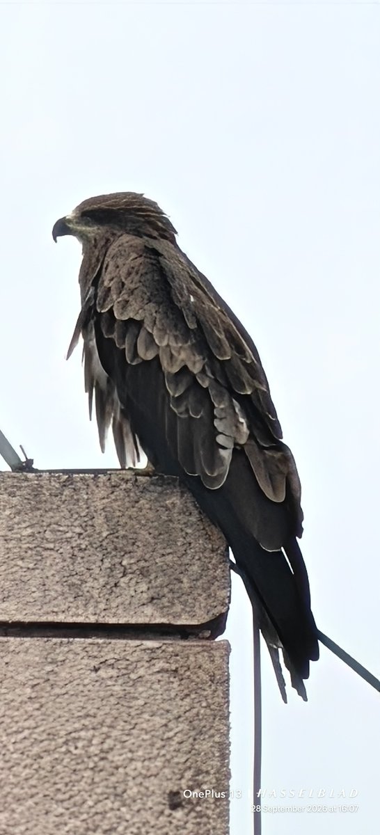 WIHUMADS's tweet photo. Portrait 

Black #KITE https://t.co/urdk1mvASD