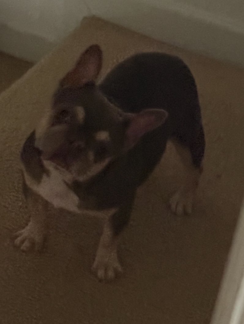 cutepheus's tweet photo. Everyone greet my dog her name is sparkles https://t.co/neS21fa231