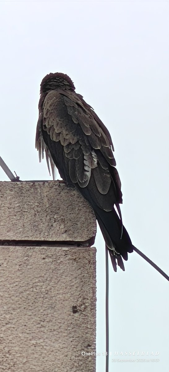 WIHUMADS's tweet photo. Portrait 

Black #KITE https://t.co/urdk1mvASD