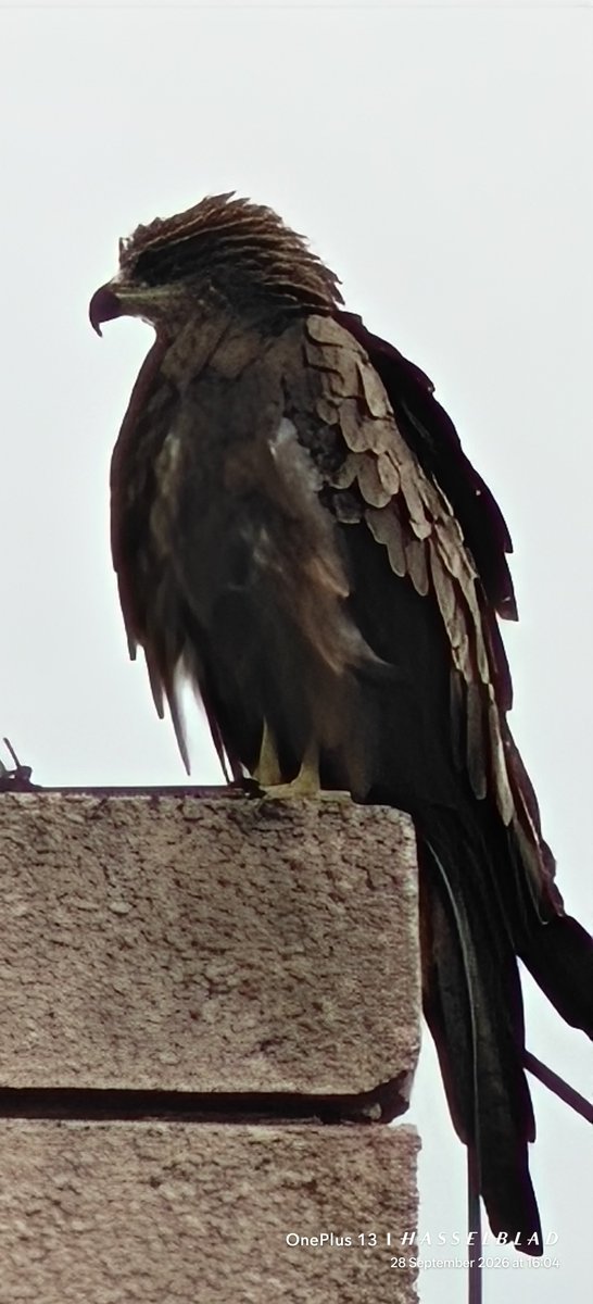 WIHUMADS's tweet photo. Portrait 

Black #KITE https://t.co/urdk1mvASD