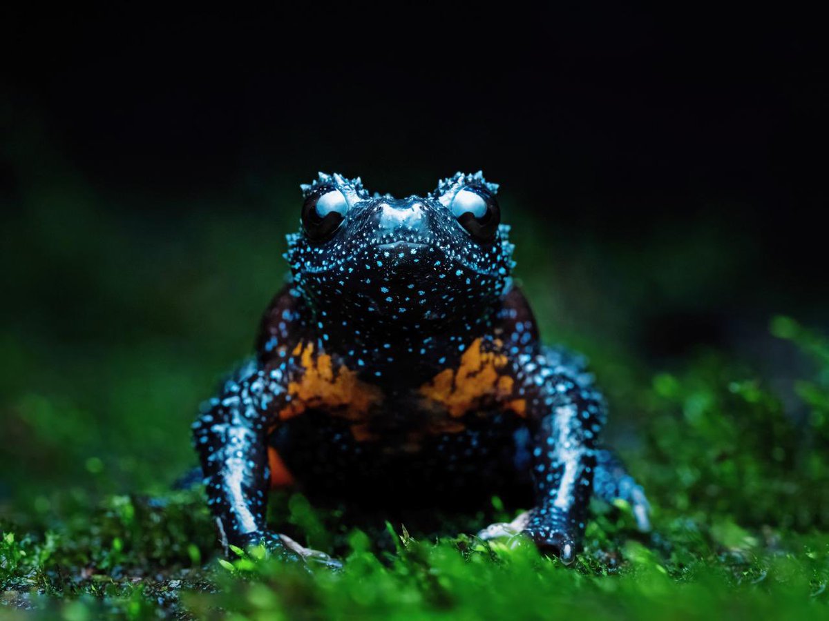 supriyasahuias's tweet photo. The Western Ghats have their own little piece of the galaxy on Earth, and it’s a frog!

Found nowhere else in the world, the Galaxy Frog (Melanobatrachus indicus) has pale stars scattered across dark skin and flashes of orange beneath. It was rediscovered in 1997 after decades out of sight and spends much of its life hidden beneath fallen logs. 

Here is the intriguing part: it has no visible eardrums or vocal sac, and no audible call has been documented. Could those star-like spots help it communicate ! Dr Rajkumar K. P., @rajkumar_kp3 whose fieldwork has brought this elusive frog into the spotlight, is working to understand its secret life. 

Captured by @dhanu_paran and @shanmughanandam #GalaxyFrog