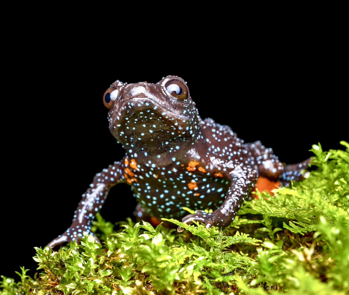 supriyasahuias's tweet photo. The Western Ghats have their own little piece of the galaxy on Earth, and it’s a frog!

Found nowhere else in the world, the Galaxy Frog (Melanobatrachus indicus) has pale stars scattered across dark skin and flashes of orange beneath. It was rediscovered in 1997 after decades out of sight and spends much of its life hidden beneath fallen logs. 

Here is the intriguing part: it has no visible eardrums or vocal sac, and no audible call has been documented. Could those star-like spots help it communicate ! Dr Rajkumar K. P., @rajkumar_kp3 whose fieldwork has brought this elusive frog into the spotlight, is working to understand its secret life. 

Captured by @dhanu_paran and @shanmughanandam #GalaxyFrog