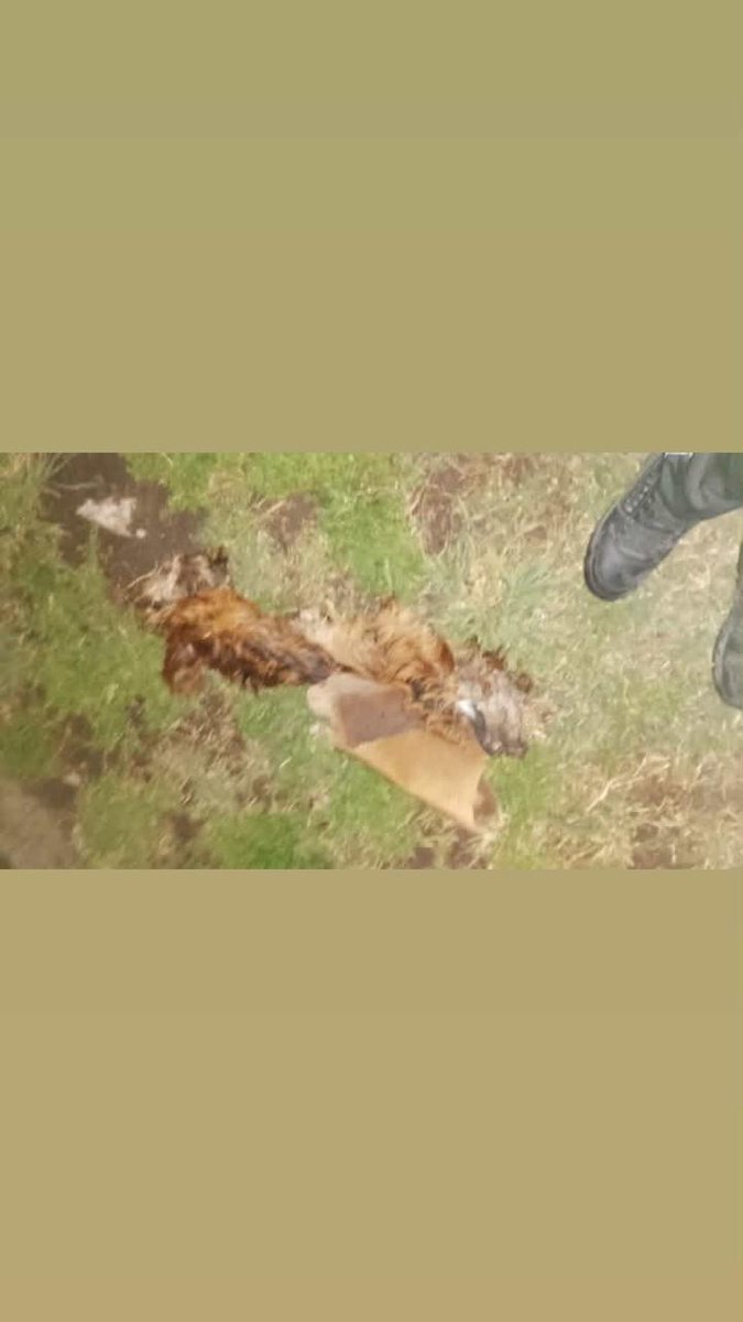 Merlo_Real's tweet photo. Vecinos del barrio Isla Soledad encontraron cueros de perros en la esquina de las calles Marconi y Ramos Mejía. "Son cueros de 3 perros, sin los cuerpos. Llamé al 911 y me dijeron que llame a la municipalidad para que lo limpien", cuenta una vecina. https://t.co/MNZTzoGgiQ