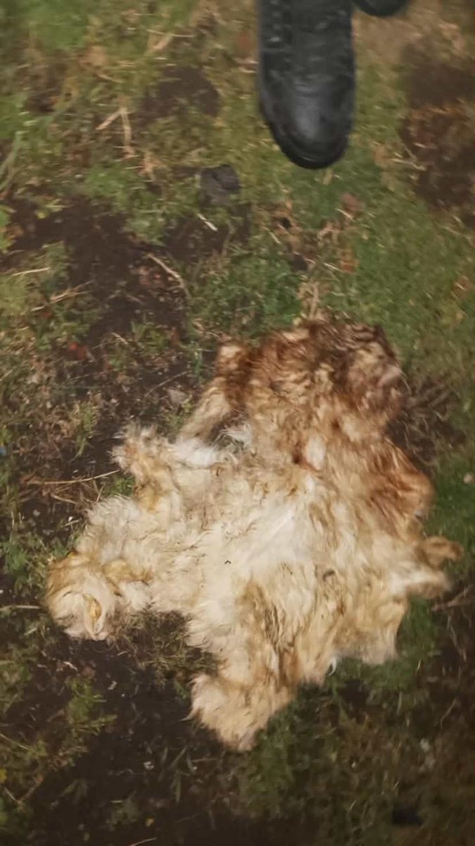 Merlo_Real's tweet photo. Vecinos del barrio Isla Soledad encontraron cueros de perros en la esquina de las calles Marconi y Ramos Mejía. "Son cueros de 3 perros, sin los cuerpos. Llamé al 911 y me dijeron que llame a la municipalidad para que lo limpien", cuenta una vecina. https://t.co/MNZTzoGgiQ