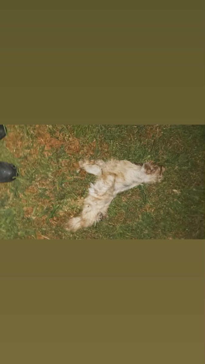 Merlo_Real's tweet photo. Vecinos del barrio Isla Soledad encontraron cueros de perros en la esquina de las calles Marconi y Ramos Mejía. "Son cueros de 3 perros, sin los cuerpos. Llamé al 911 y me dijeron que llame a la municipalidad para que lo limpien", cuenta una vecina. https://t.co/MNZTzoGgiQ