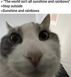CatPosted's tweet photo. https://t.co/PZreEc5bKL