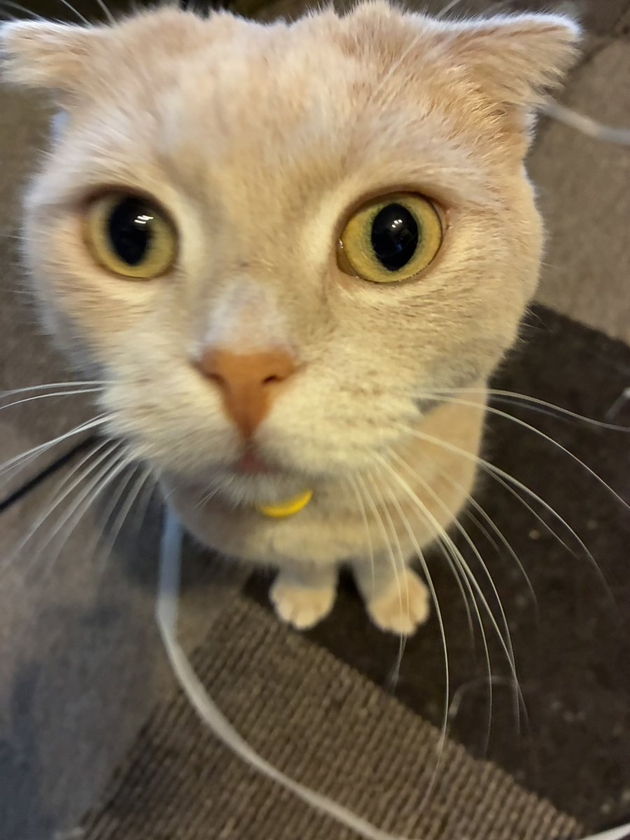 w_stripe's tweet photo. お月見ピッピの色違いは出なかったなー残念😇 https://t.co/hiQbQD0PnT