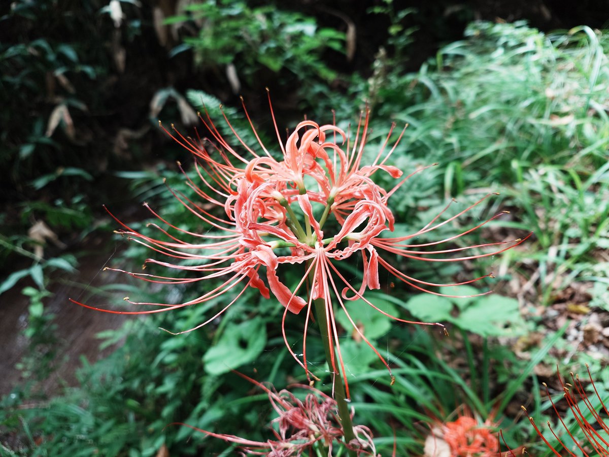 4G15_0305's tweet photo. お気に入りの写真
毎年撮り逃がす彼岸花 https://t.co/mBLiCzeksd