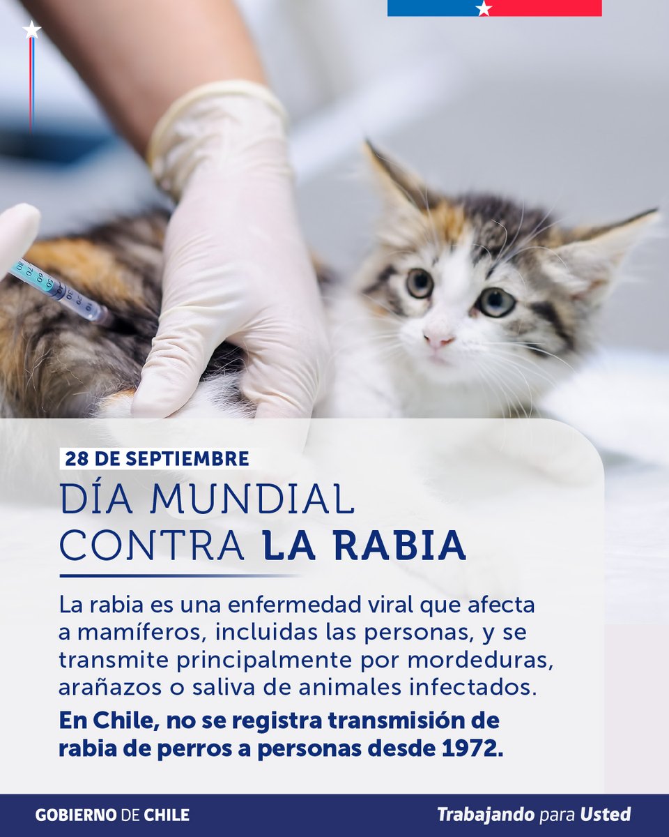 ministeriosalud's tweet photo. Más de 50 años sin rabia humana transmitida por perros

Este 28 de septiembre, en el Día Mundial contra la Rabia, Chile celebra un hito histórico: somos el primer país de Sudamérica en recibir la validación oficial de la OMS por este logro.

Pero la rabia sigue presente. Por eso, la prevención es clave:

- Mantén la vacunación de tus mascotas al día.
- Ante una mordedura o contacto de riesgo, lava la herida con abundante agua y jabón y acude a un centro de salud.
- Si encuentras un murciélago enfermo o muerto, no lo manipules y contacta a la autoridad sanitaria.

La atención y vacunación antirrábica son gratuitas en el sistema público cuando están indicadas por exposición.