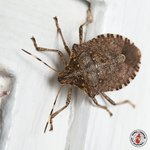 Photo by townandcountrypest (@TCPestSolutions)