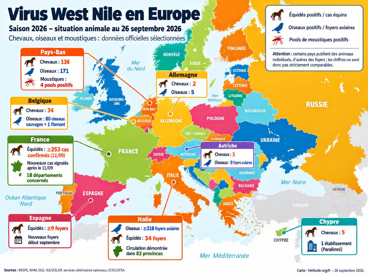 Vetitude's tweet photo. 🇪🇺🦟 #WestNile 2026 : les cas équins et aviaires témoins d'une circulation inédite en Europe
Plus de 250 cas équins recensés en France dès la mi-septembre, 136 chevaux et 171 oiseaux positifs aux Pays-Bas, etc...
https://t.co/GszbGbk6jY https://t.co/wmNOKTJbGe