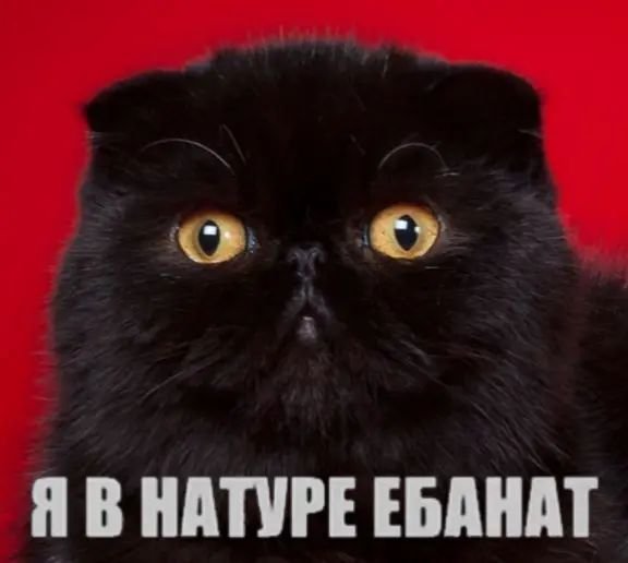 plaksaplach's tweet photo. На таких вайбах двигаюсь. https://t.co/6r5UqUUKBk