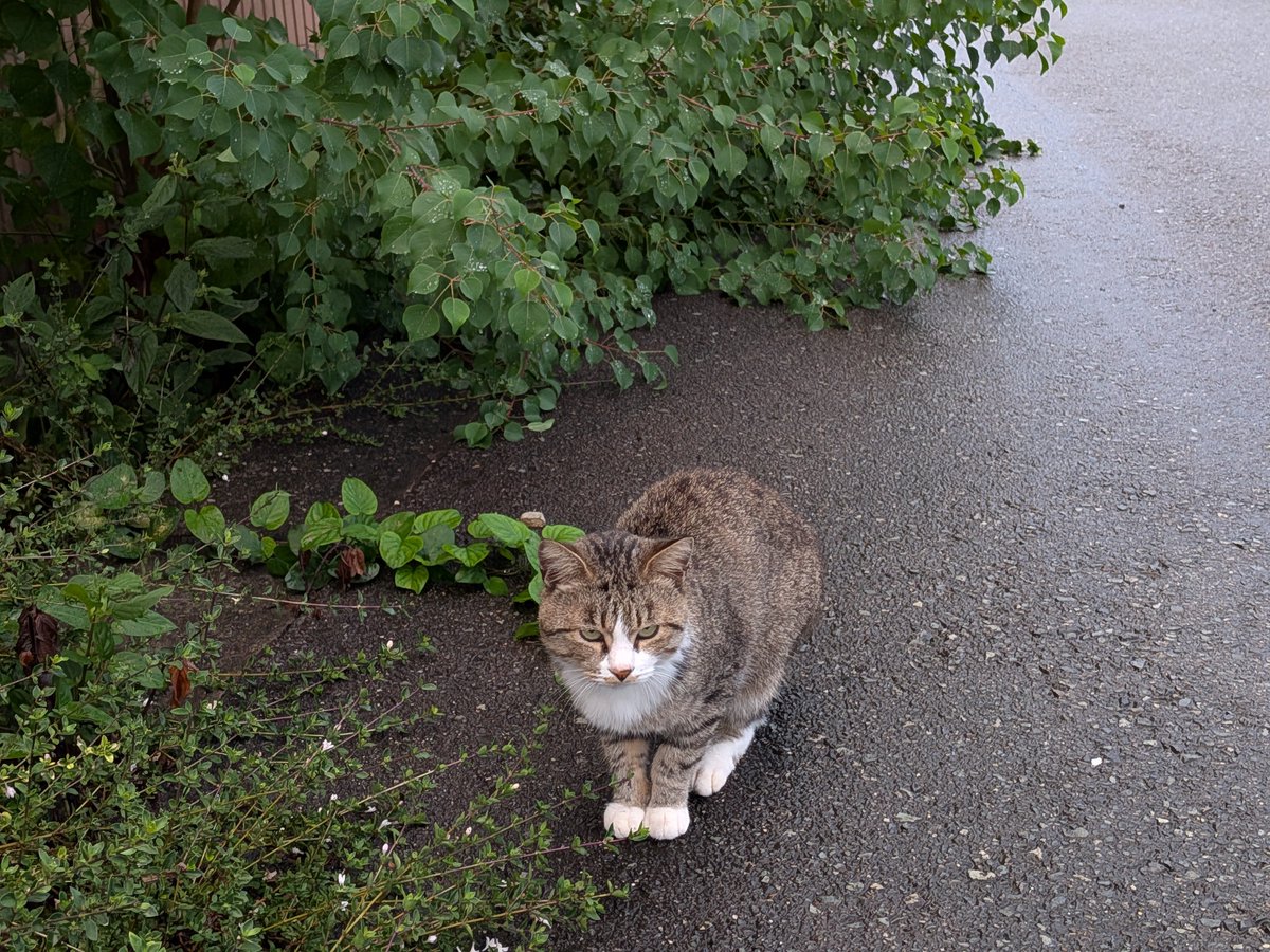 NAC78900's tweet photo. 雨の日おりこうにゃんこ https://t.co/pjlnnfLvpo