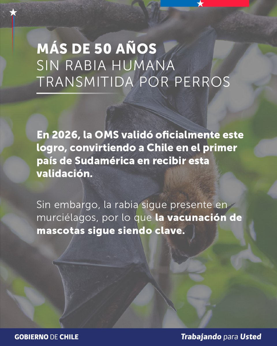 ministeriosalud's tweet photo. Más de 50 años sin rabia humana transmitida por perros

Este 28 de septiembre, en el Día Mundial contra la Rabia, Chile celebra un hito histórico: somos el primer país de Sudamérica en recibir la validación oficial de la OMS por este logro.

Pero la rabia sigue presente. Por eso, la prevención es clave:

- Mantén la vacunación de tus mascotas al día.
- Ante una mordedura o contacto de riesgo, lava la herida con abundante agua y jabón y acude a un centro de salud.
- Si encuentras un murciélago enfermo o muerto, no lo manipules y contacta a la autoridad sanitaria.

La atención y vacunación antirrábica son gratuitas en el sistema público cuando están indicadas por exposición.