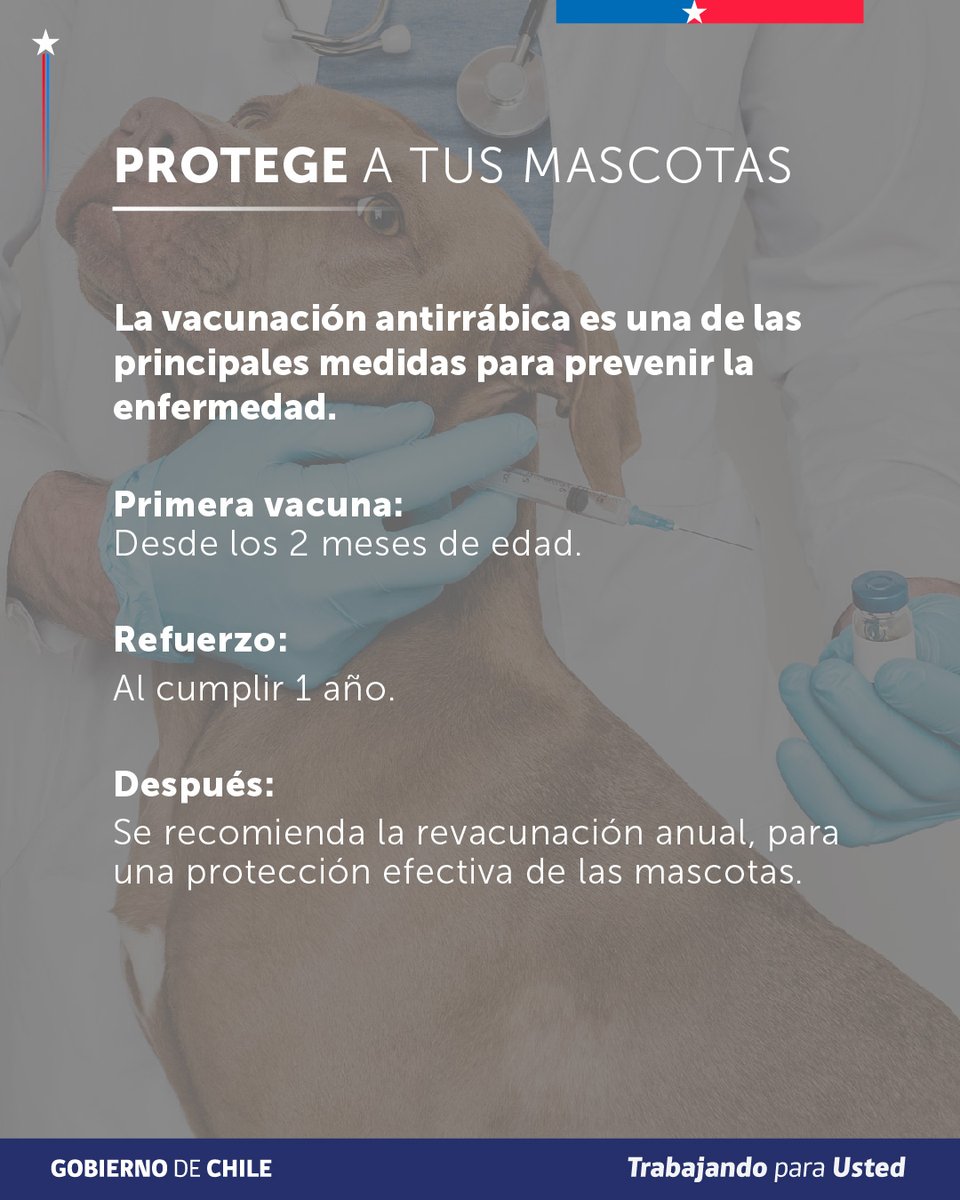 ministeriosalud's tweet photo. Más de 50 años sin rabia humana transmitida por perros

Este 28 de septiembre, en el Día Mundial contra la Rabia, Chile celebra un hito histórico: somos el primer país de Sudamérica en recibir la validación oficial de la OMS por este logro.

Pero la rabia sigue presente. Por eso, la prevención es clave:

- Mantén la vacunación de tus mascotas al día.
- Ante una mordedura o contacto de riesgo, lava la herida con abundante agua y jabón y acude a un centro de salud.
- Si encuentras un murciélago enfermo o muerto, no lo manipules y contacta a la autoridad sanitaria.

La atención y vacunación antirrábica son gratuitas en el sistema público cuando están indicadas por exposición.