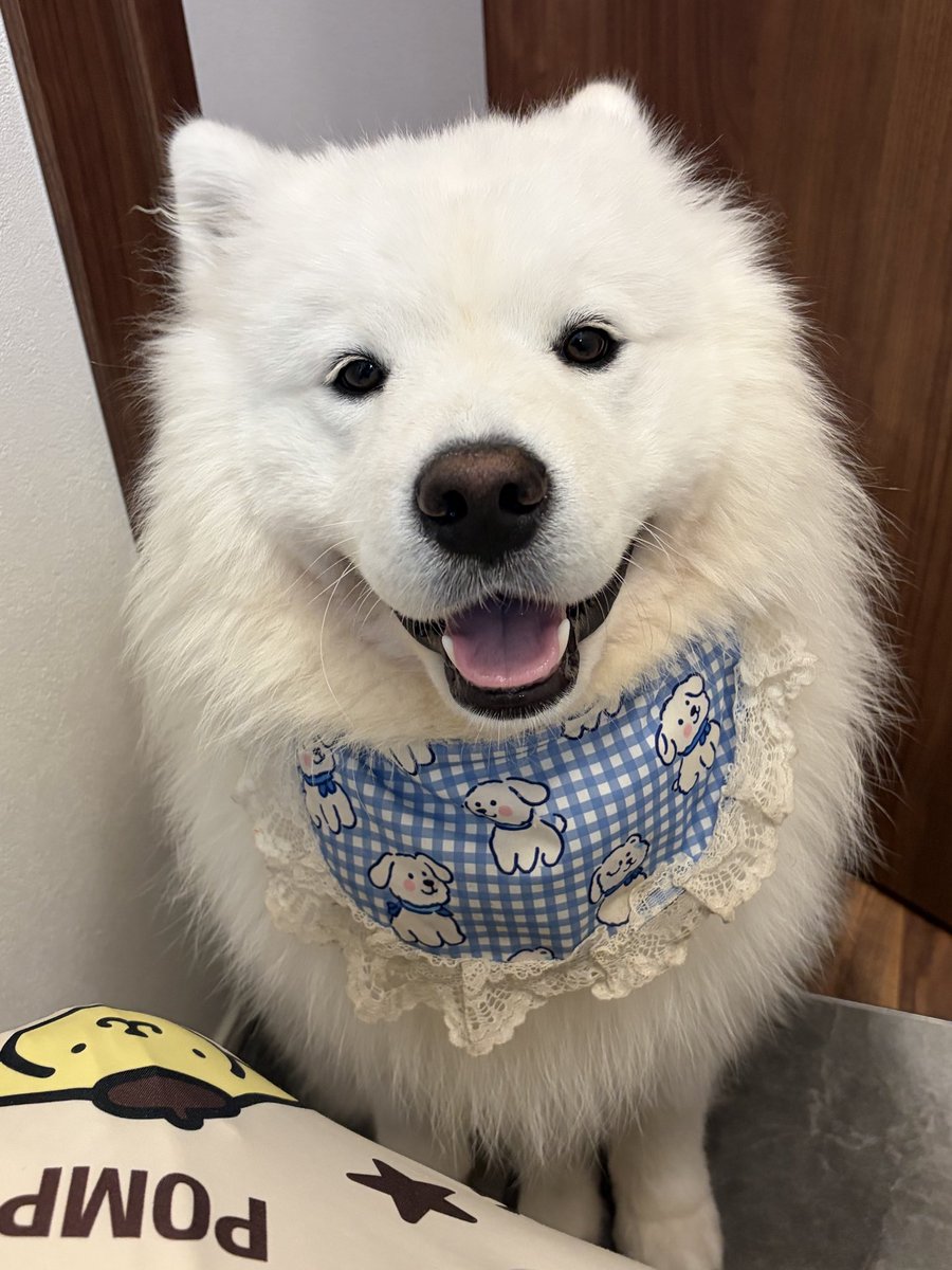 wenninglove's tweet photo. 今日父母は岩見山、八曽山の中を5時間ほどみて回り、購入したカメラを怪しい所にそれぞれ二つ設置しました。その後怪しいと言われていた鳩吹台周辺を1時間ほど見回り、チラシを配ってましたが、残念ながらまだ見つかっておりません。捜索、拡散に加わって下さった方々、本当に、深く御礼申し上げます。学業でどうしても捜索に加われず申し訳ございません。お疲れ様でした。
#迷子犬　#リノ　#迷子　#リトルワールド　#アウトドア・ベース犬山キャンプ場
#愛知　#岐阜　#サモエド