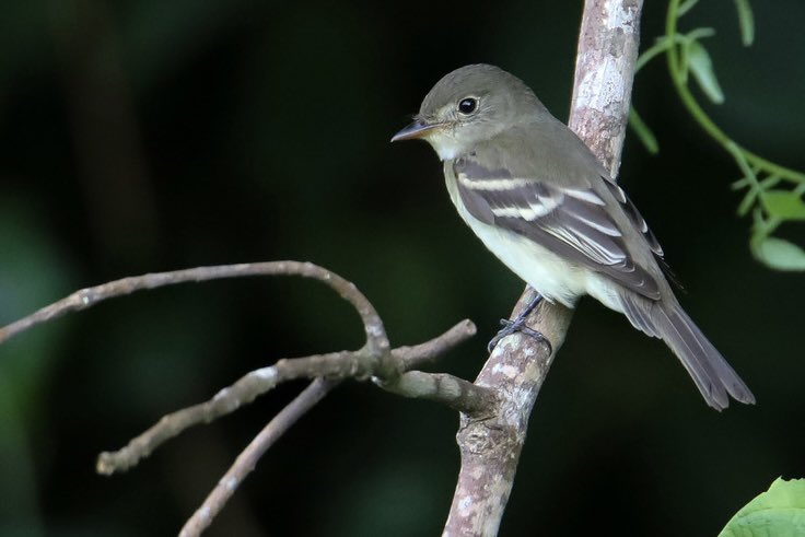 birdsoftoday's tweet photo. bird of the day 20: acadian flycatcher
(empidonax virescens)

> found in: eastern North America to northern South America
> habitat: deciduous forests
> eats: insects
> status: least concern

photo by iNaturalist user Aitor

📸: https://t.co/YEbfTB2qfQ https://t.co/wBnj2zGsK9