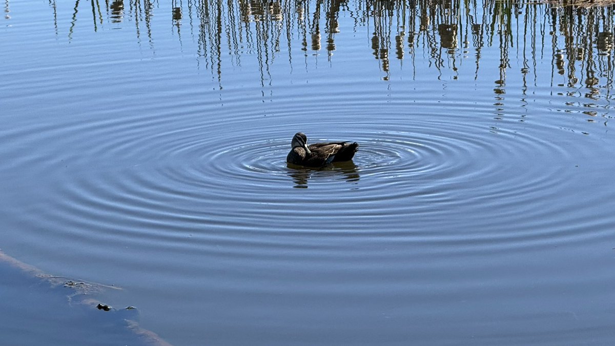 wapple15's tweet photo. A #DuckReport on #MallardMonday from this strangely decorated pond next to the pub at Dunalley in Tasmania 🇦🇺 https://t.co/Yybev1reoT