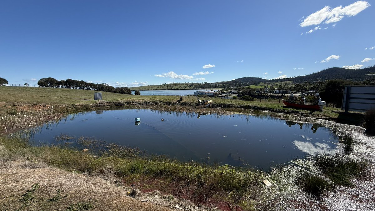 wapple15's tweet photo. A #DuckReport on #MallardMonday from this strangely decorated pond next to the pub at Dunalley in Tasmania 🇦🇺 https://t.co/Yybev1reoT
