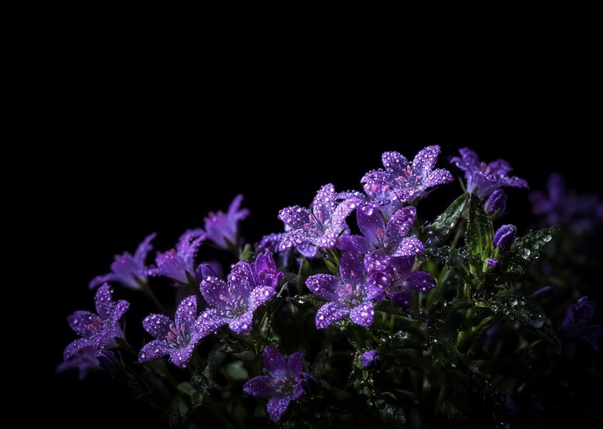 Connor55zo's tweet photo. “生命最好的状态，是像花一样，从容地绽放，优雅地凋零。” https://t.co/TOseWPWMO5