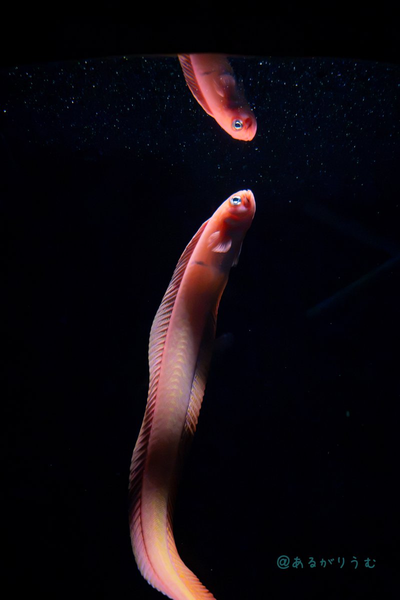 ALGA_RIUM's tweet photo. まるで夜空を見上げているような、スミツキアカタチ。
#アクアマリンふくしま
#ふくしまの海〜大陸棚への道〜 https://t.co/FnXuK9GDLM