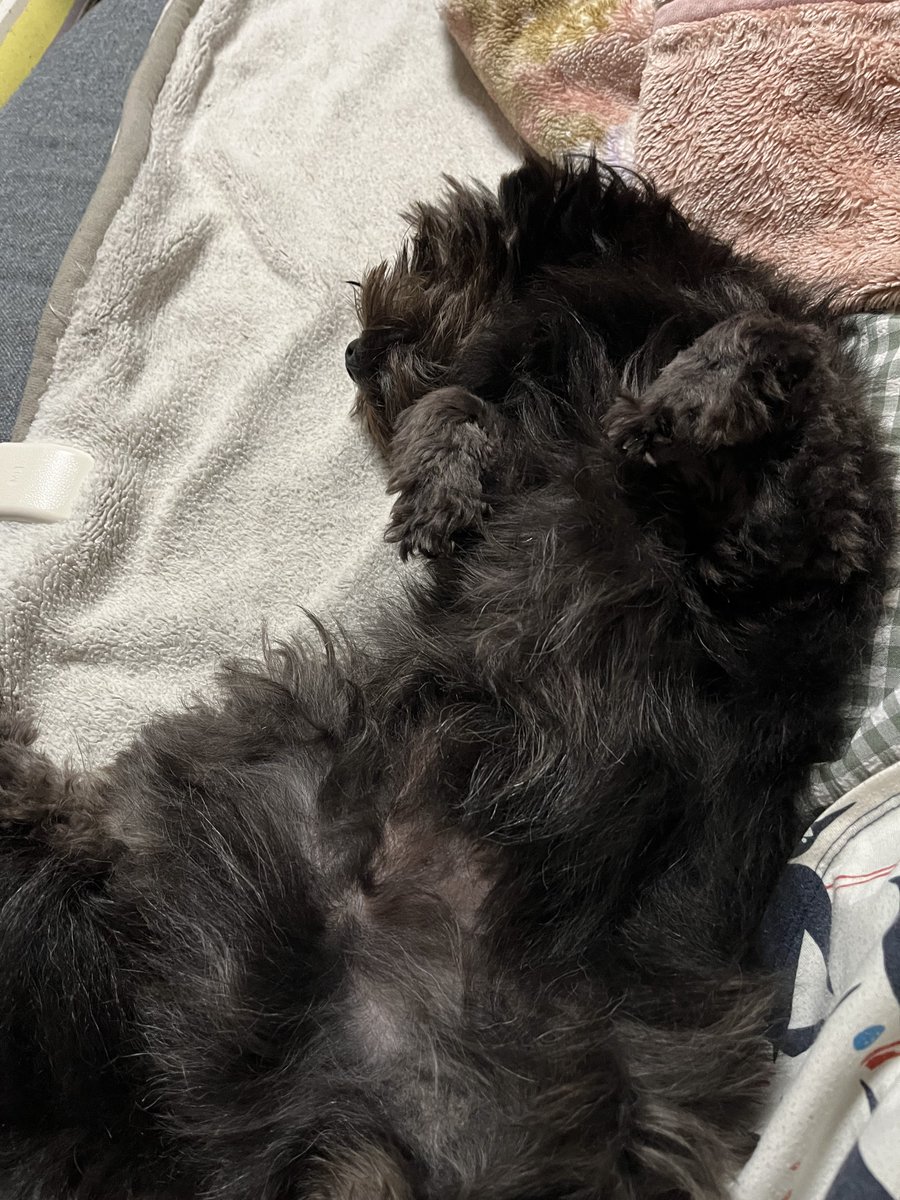 krkm0825's tweet photo. ぽんを撫でさせご満悦のけもの。
 #ポメプー #犬のいる暮らし #くろけも https://t.co/eT2sxu1obs