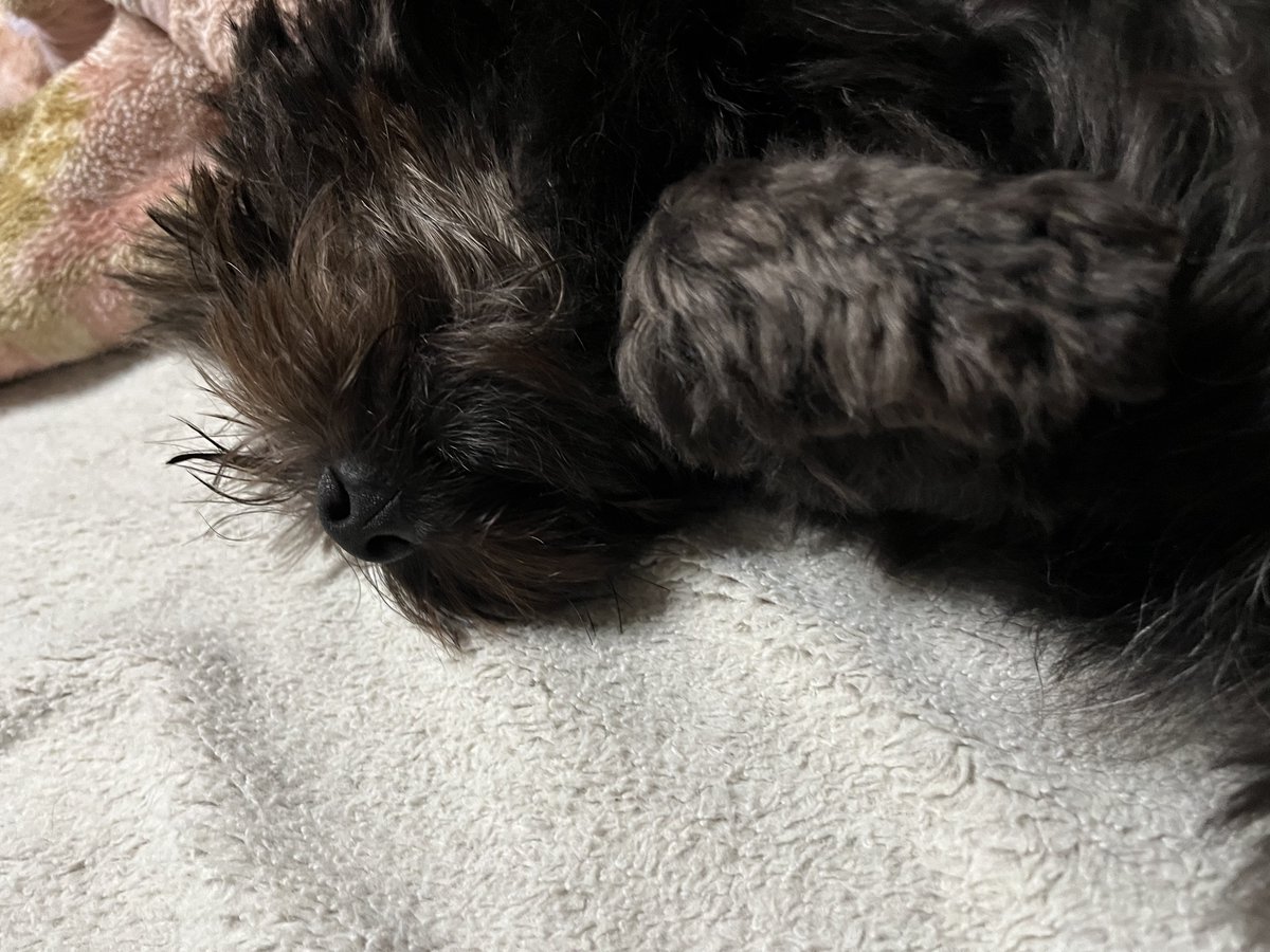 krkm0825's tweet photo. ぽんを撫でさせご満悦のけもの。
 #ポメプー #犬のいる暮らし #くろけも https://t.co/eT2sxu1obs